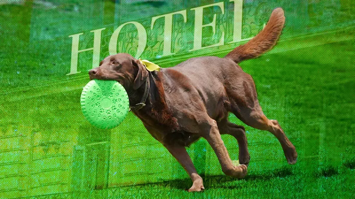 Checa estos hoteles para mascotas en Puebla