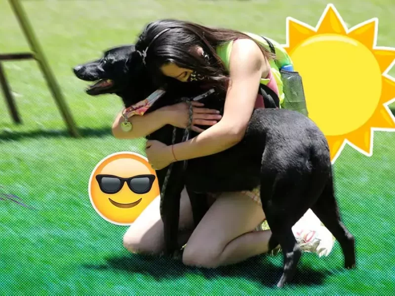 Tips para proteger a tu mascota del sol y el calor
