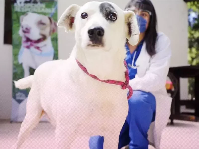 Vinculan a proceso a hombre que le cortó la cola a un perro de nombre Ningo en Huehuetlán.