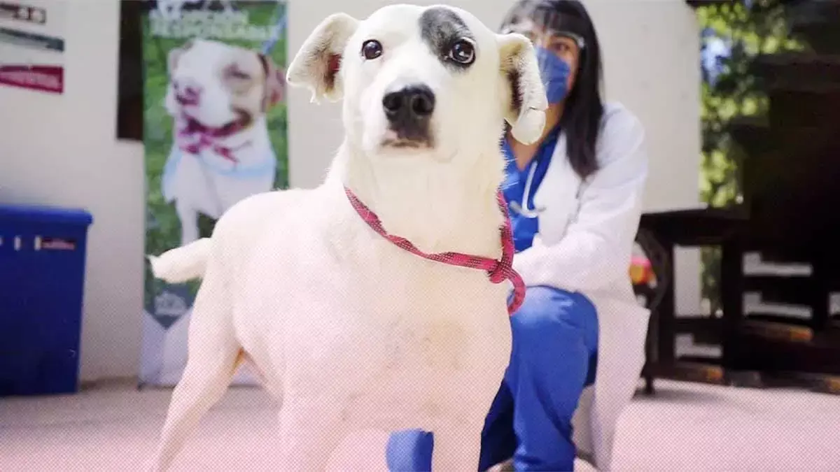 Vinculan a proceso a hombre que le cortó la cola a un perro de nombre Ningo en Huehuetlán.