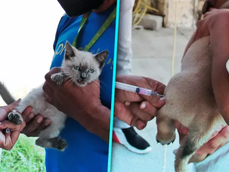 Enfermedades que puedes prevenir en perros y gatos gracias a las vacunas
