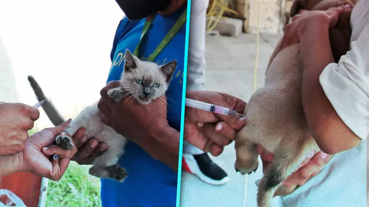 Enfermedades que puedes prevenir en perros y gatos gracias a las vacunas