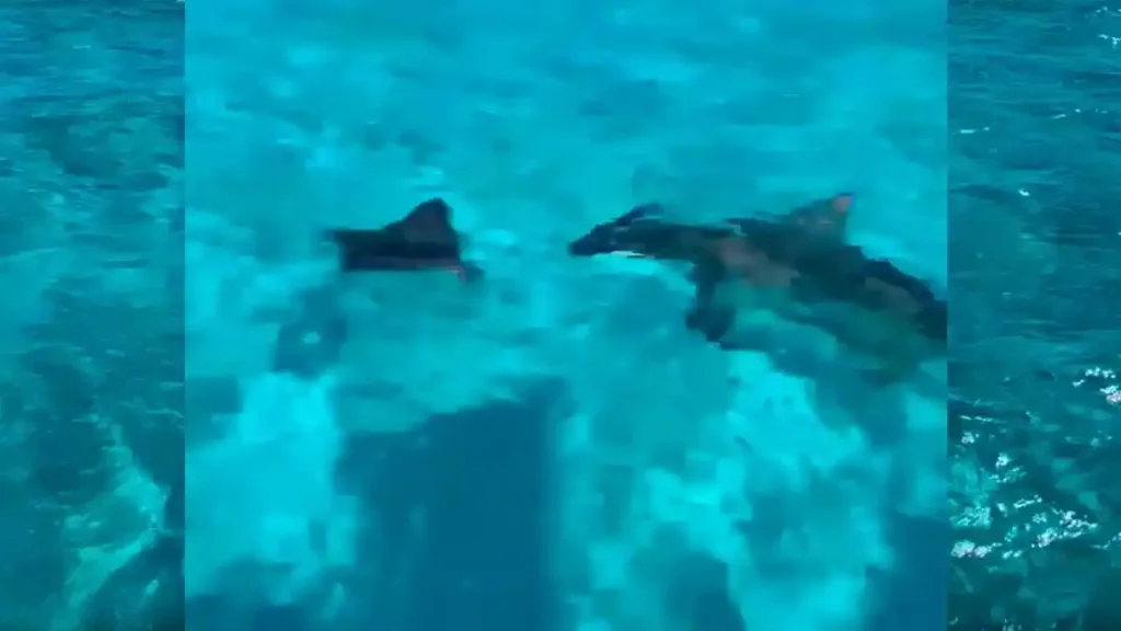 Tiburón martillo caza mantarraya.