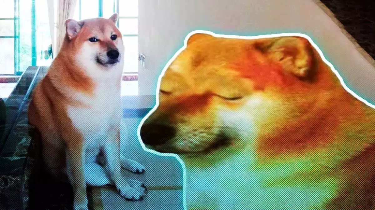 perrito memes está enfermo