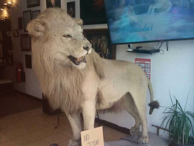 La verdadera historia del león disecado en estudio Castelán de Puebla