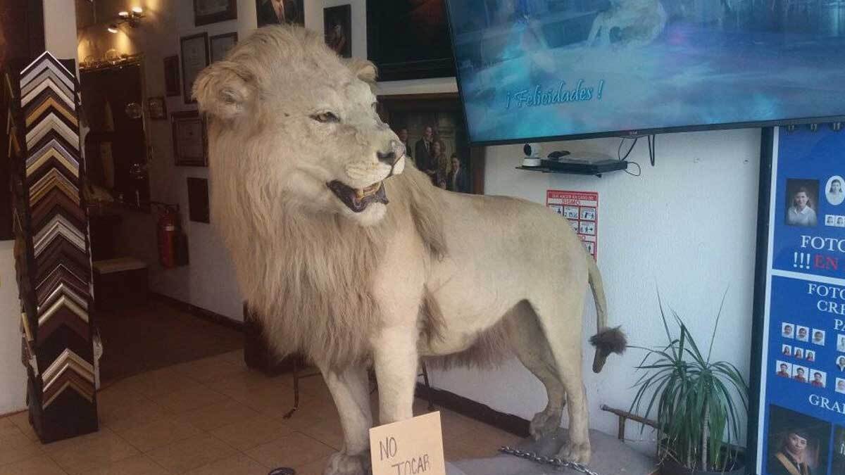 La verdadera historia del león disecado en estudio Castelán de Puebla