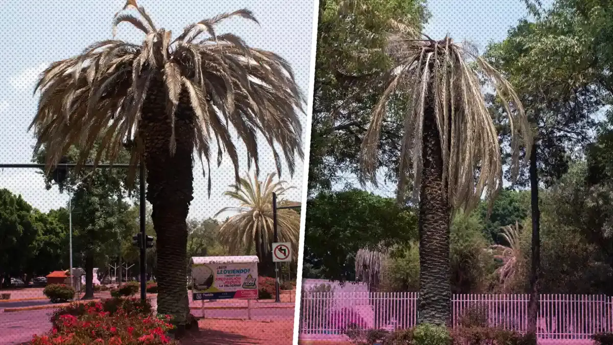 Estas son las razones por las que derribaron 14 palmeras en Puebla