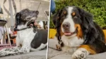 dos perritas que te ofrecerán apoyo emocional en el DIF de Puebla