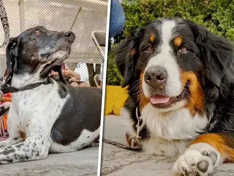 dos perritas que te ofrecerán apoyo emocional en el DIF de Puebla
