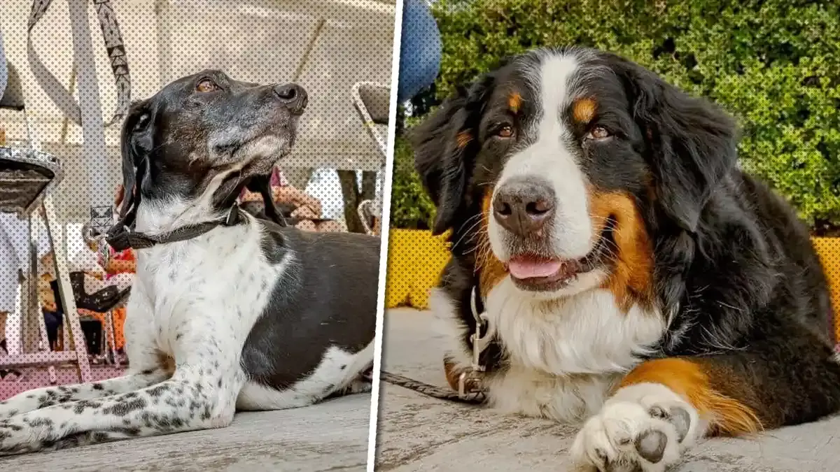 dos perritas que te ofrecerán apoyo emocional en el DIF de Puebla