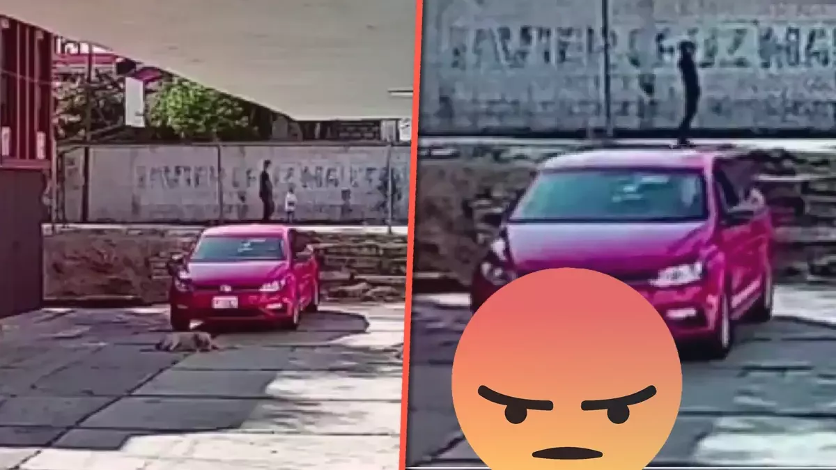 Auto atropella a un perro en Puebla
