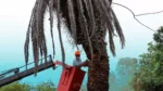 Retiro de palmeras, una oportunidad para replantear la infraestructura verde en Puebla