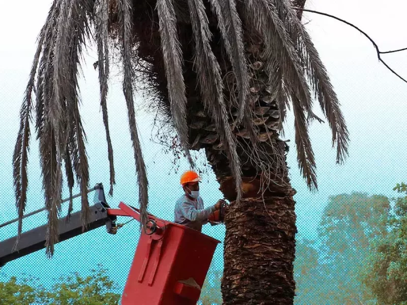 Retiro de palmeras, una oportunidad para replantear la infraestructura verde en Puebla