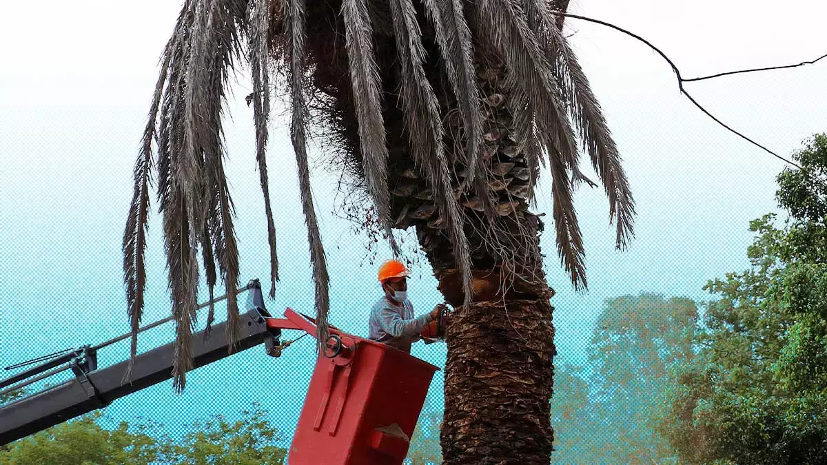 Retiro de palmeras, una oportunidad para replantear la infraestructura verde en Puebla
