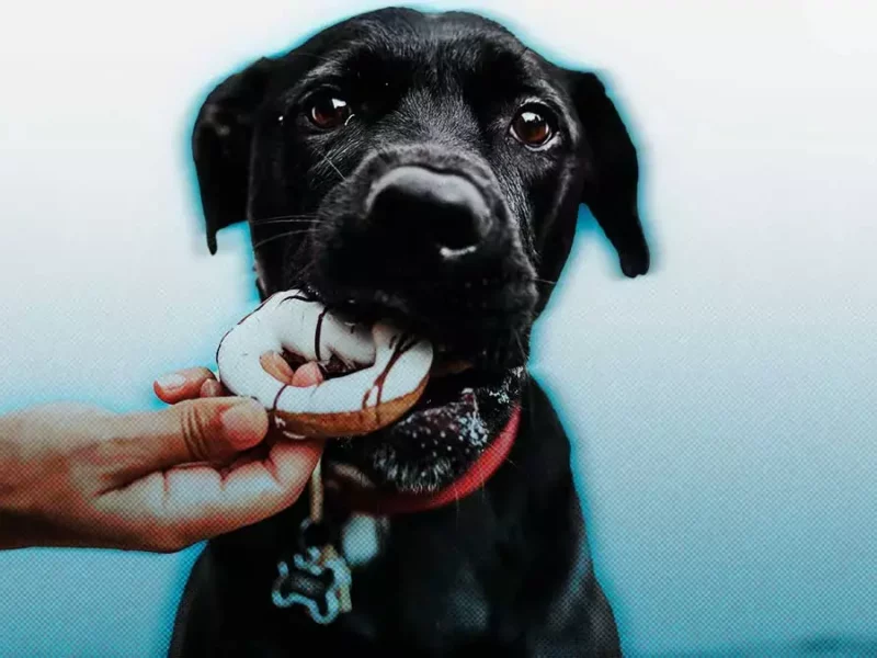 ¡Vete de paseo con tu mascota! Cafeterías Pet Friendly en Puebla