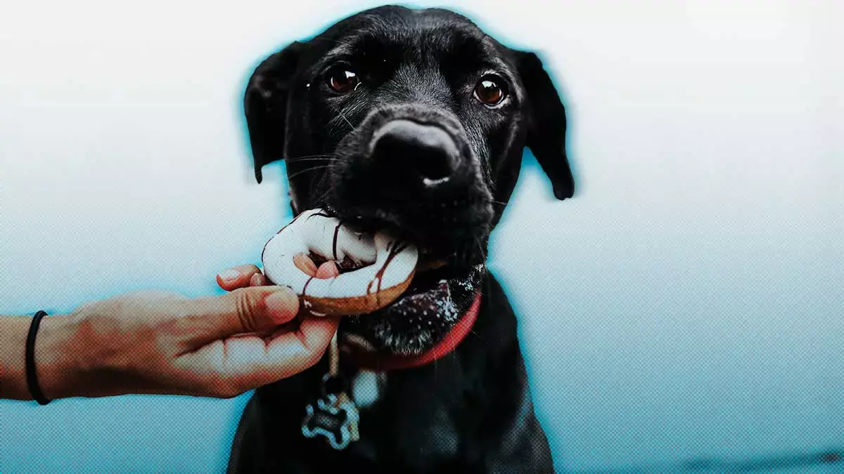 ¡Vete de paseo con tu mascota! Cafeterías Pet Friendly en Puebla