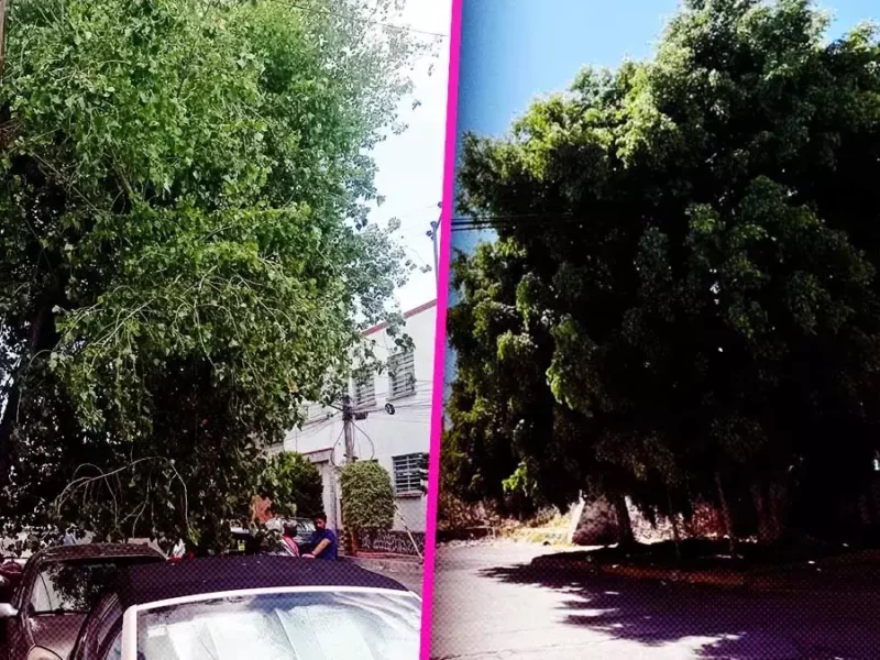 Árboles peligrosos en Puebla.
