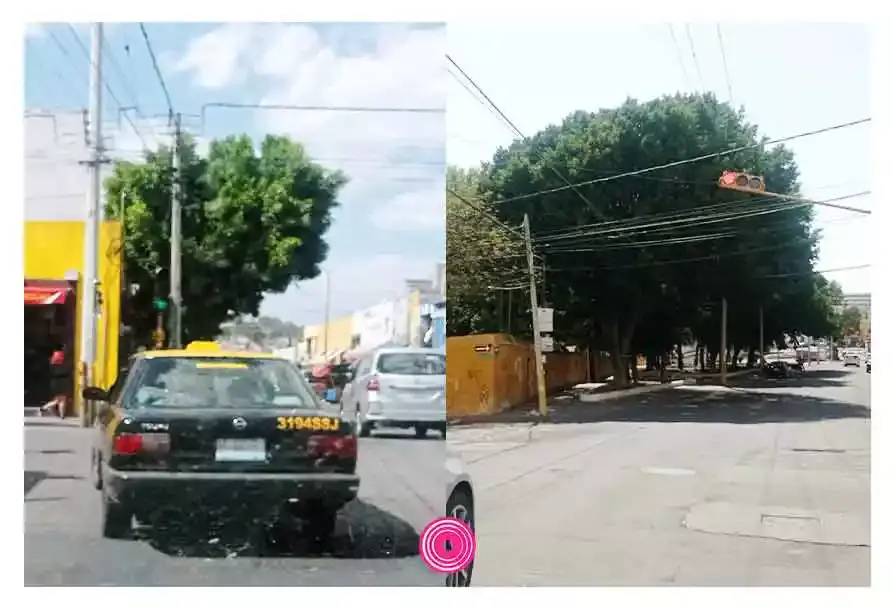Árboles peligrosos en Puebla.
