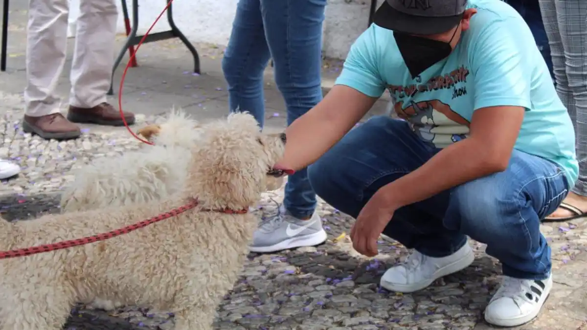 Más lomitos encuentran un hogar en las jornadas de adopción del Ayuntamiento de Puebla.