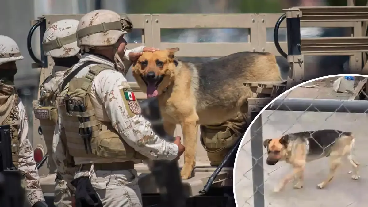 Perrito en narcotúnel de BC.