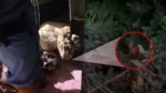 Tras cinco horas rescatan puma que atemorizó a vecinos de Panotla, Tlaxcala