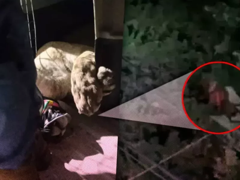 Tras cinco horas rescatan puma que atemorizó a vecinos de Panotla, Tlaxcala