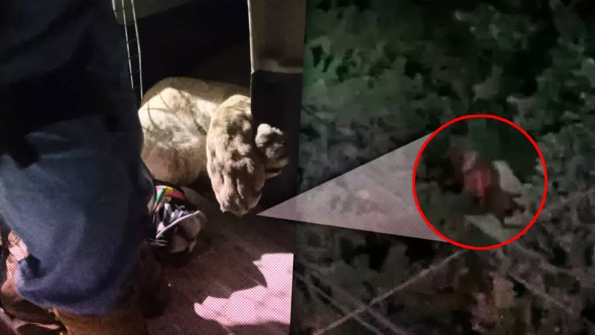 Tras cinco horas rescatan puma que atemorizó a vecinos de Panotla, Tlaxcala
