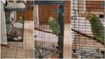 Perico engaña a Testigos de Jehová.