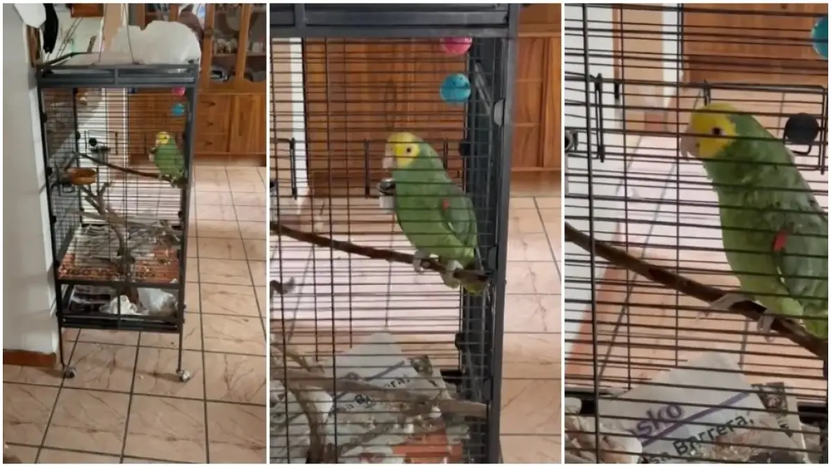 Perico engaña a Testigos de Jehová.
