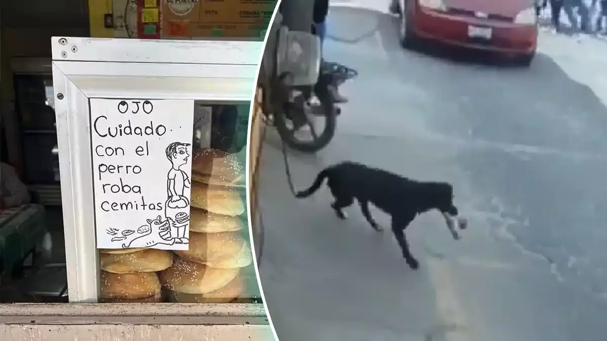 Perrito roba cemitas de Puebla.