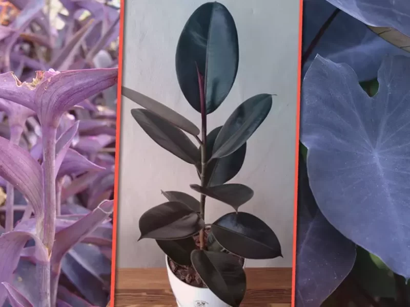 Plantas con vibra dark.