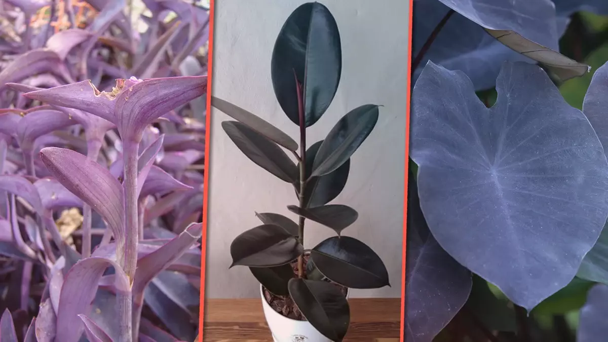 Plantas con vibra dark.