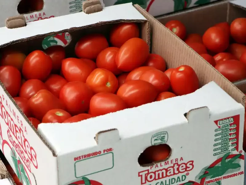 Inicia SDR ciclo de exportación de tomate de la Sierra Norte a Estados Unidos