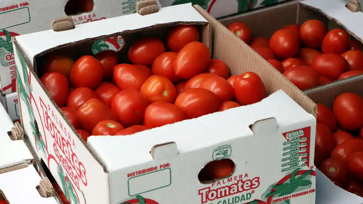Inicia SDR ciclo de exportación de tomate de la Sierra Norte a Estados Unidos