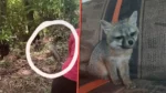 Liberan a una zorrita en Hueyapan; era la mascota de una familia.