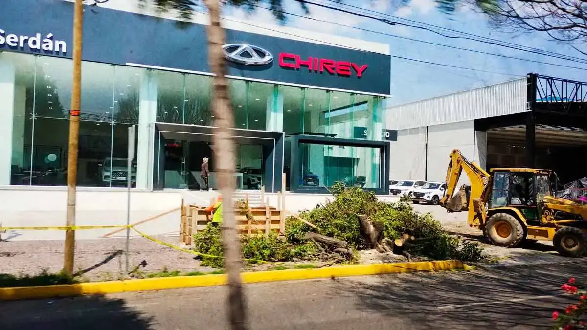Agencia Chirey tala árboles de Boulevard Hermanos Serdán; dice que obstruían su fachada