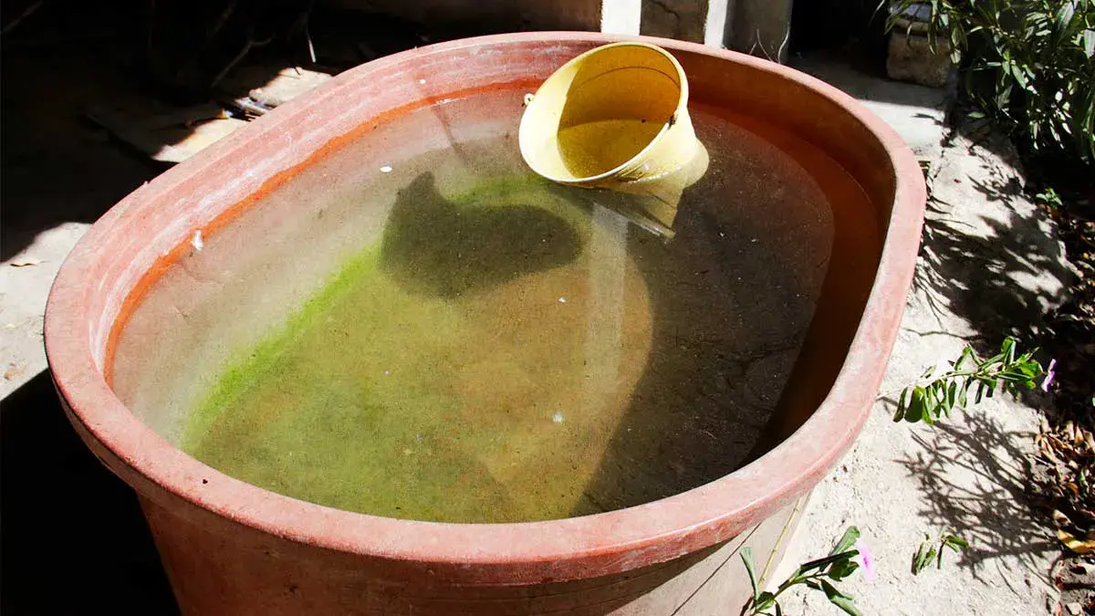 Incrementan 800% los casos de dengue en Puebla; inician campaña de prevención
