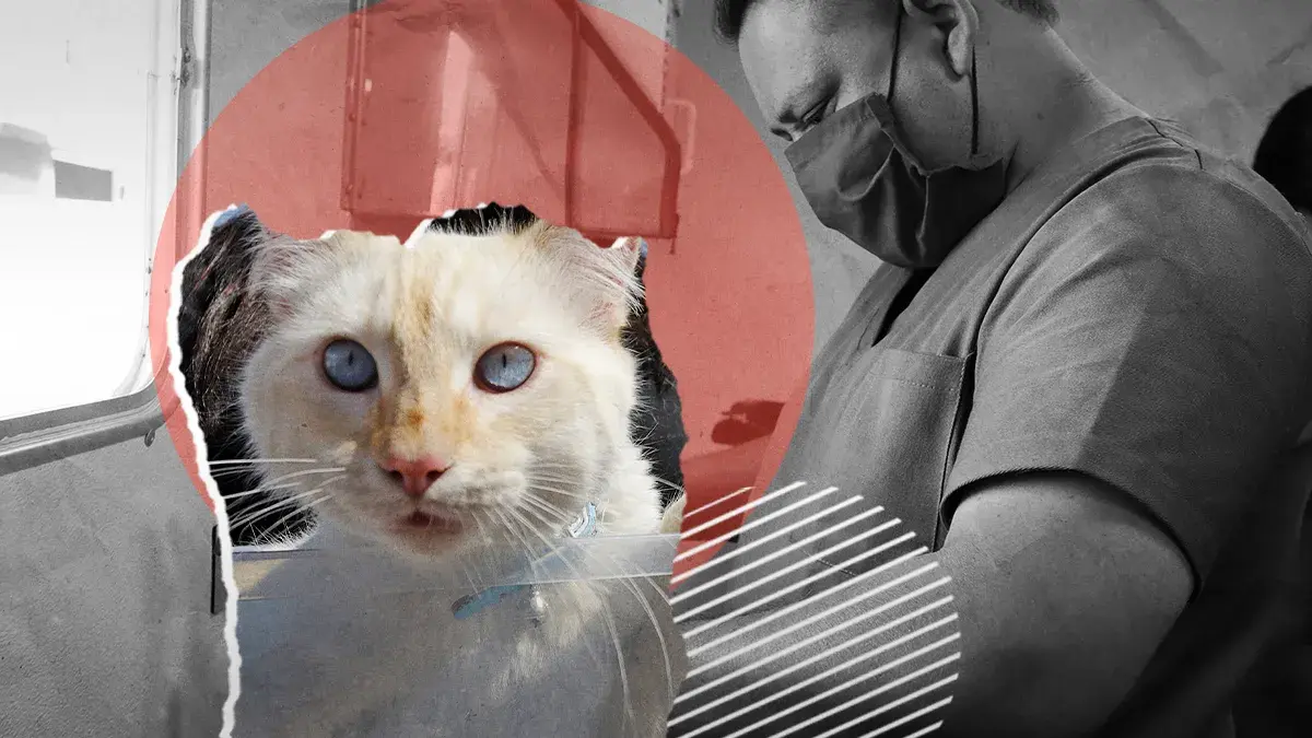 Habrá esterilización gratis para mascotas en Atlixco, checa los detalles